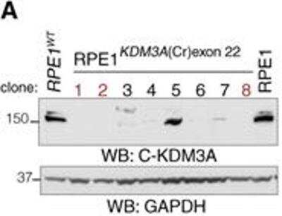 Knockout Validated: Lysine (K)-specific Demethylase 3A/KDM3A/JMJD1A Antibody [NB100-77282]