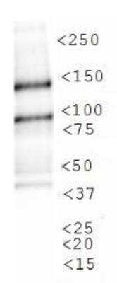 Western Blot: Lysine (K)-specific Demethylase 3A/KDM3A/JMJD1A AntibodyBSA Free [NBP1-49601]