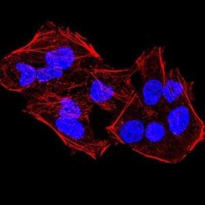 Immunocytochemistry/ Immunofluorescence: Lysine (K)-specific Demethylase 4A/KDM4A/JMJD2A Antibody (6E10G4) - BSA Free [NBP2-52499]