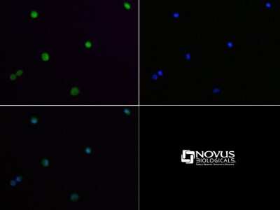Immunocytochemistry/ Immunofluorescence: Lysine (K)-specific Demethylase 4A/KDM4A/JMJD2A Antibody - BSA Free [NBP1-49602]