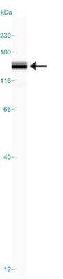 Simple Western: Lysine (K)-specific Demethylase 4A/KDM4A/JMJD2A AntibodyBSA Free [NBP1-49602]