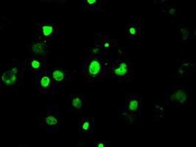Flow Cytometry: Lysine (K)-specific Demethylase 4C/KDM4C/JMJD2C Antibody (OTI5B9) - Azide and BSA Free [NBP2-72553]