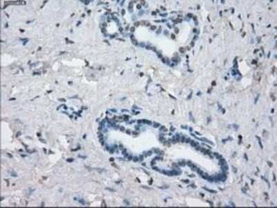 Immunohistochemistry-Paraffin: Lysine (K)-specific Demethylase 4C/KDM4C/JMJD2C Antibody (OTI5B9) [NBP1-47815]