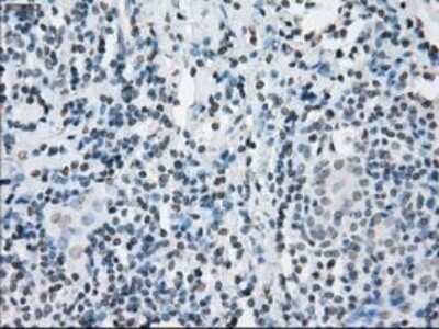 Immunohistochemistry-Paraffin: Lysine (K)-specific Demethylase 4C/KDM4C/JMJD2C Antibody (OTI5B9) [NBP1-47815]