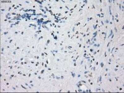 Immunohistochemistry-Paraffin: Lysine (K)-specific Demethylase 4C/KDM4C/JMJD2C Antibody (OTI5B9) [NBP1-47815]
