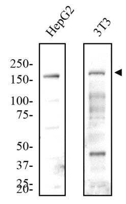 Western Blot: Lysine (K)-specific Demethylase 6B/KDM6B/JMJD3 AntibodyBSA Free [NBP1-06640]