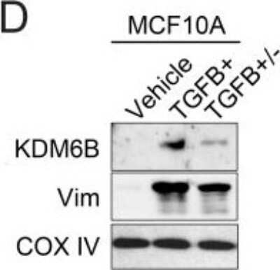 Western Blot: Lysine (K)-specific Demethylase 6B/KDM6B/JMJD3 AntibodyBSA Free [NBP1-06640]