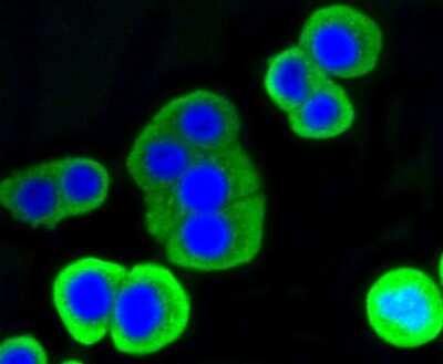Immunocytochemistry/ Immunofluorescence: Lysozyme Antibody (ST50-02) [NBP2-67507]