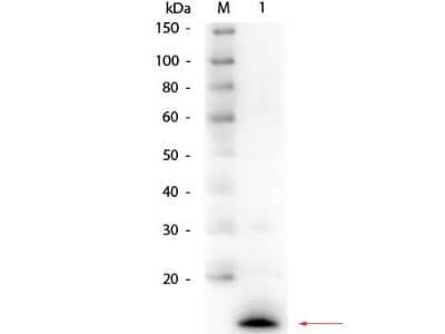 Western Blot: Lysozyme Antibody [NBP1-77790]