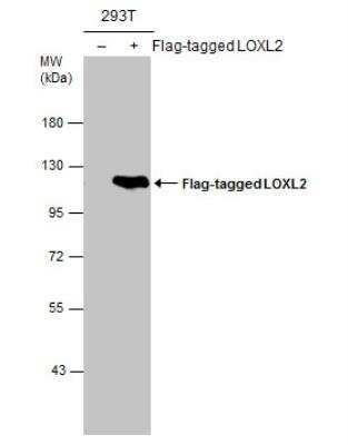 Western Blot: Lysyl Oxidase Homolog 2/LOXL2 Antibody [NBP1-32954]