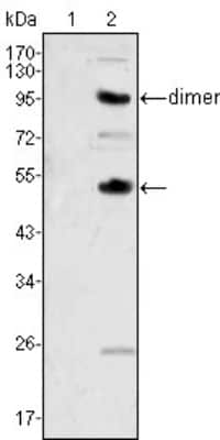 Western Blot: M-CSF Antibody (2D10)BSA Free [NBP1-47472]