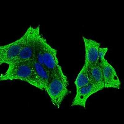 Immunocytochemistry/ Immunofluorescence: M-CSFR/CD115 Antibody (6B9B9) - BSA Free [NBP2-37292]