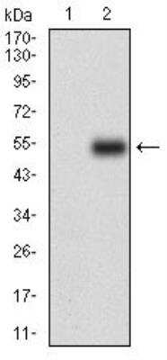 Western Blot: M-CSFR/CD115 Antibody (6B9B9)BSA Free [NBP2-37292]