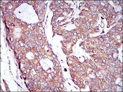 Immunohistochemistry-Paraffin: M-CSFR/CD115 Antibody (6B9H2) - BSA Free [NBP2-37289]