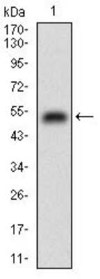Western Blot: M-CSFR/CD115 Antibody (6B9H2)BSA Free [NBP2-37289]