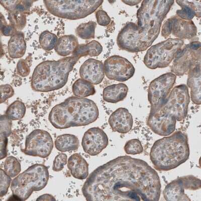 Immunohistochemistry-Paraffin: M-CSFR/CD115 Antibody [NBP1-84532]