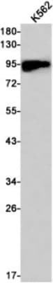 Western Blot: M-CSFR/CD115 Antibody (S06-5H8) [NBP3-19684]