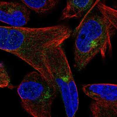 Immunocytochemistry/ Immunofluorescence: M-Cadherin/Cadherin-15 Antibody [NBP1-88101]