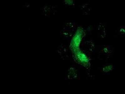 Immunocytochemistry/ Immunofluorescence: M-Ras/R-Ras3 Antibody (OTI3C4) - Azide and BSA Free [NBP2-72776]