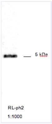 Western Blot: M13 Bacteriophage Protein g8p Antibody (RL-ph2) [NBP3-09081]