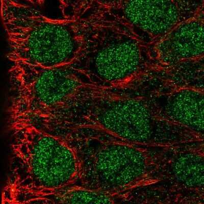 Immunocytochemistry/ Immunofluorescence: MAB21L3 Antibody [NBP2-55489]