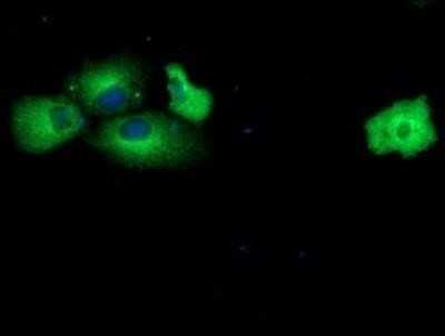 Flow Cytometry: MAB21L3 Antibody (OTI2A3) - Azide and BSA Free [NBP2-72562]