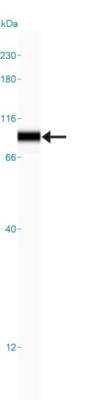 Simple Western: MACC1 Antibody [NBP1-89352]