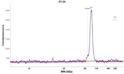 Simple Western: MACC1 Antibody [NBP1-89352]