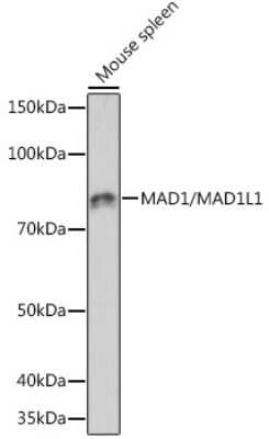 Western Blot: MAD1L1/MAD1 Antibody (7O2C2) [NBP3-16553]