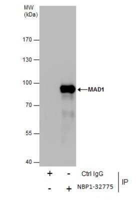 Immunoprecipitation: MAD1L1/MAD1 Antibody [NBP1-32775]