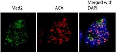 Immunocytochemistry/ Immunofluorescence: MAD2L1 Antibody [NBP1-31311]