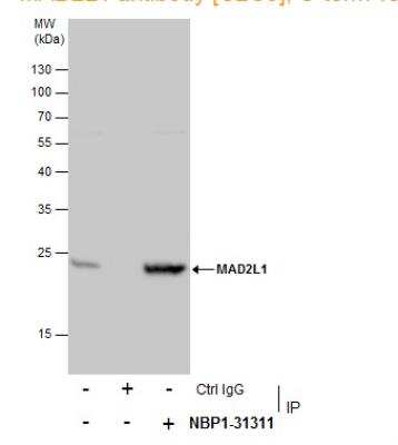 Immunoprecipitation: MAD2L1 Antibody [NBP1-31311]