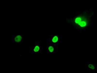 Immunocytochemistry/ Immunofluorescence: MAD2L1 Antibody (OTI4D2) - Azide and BSA Free [NBP2-72565]