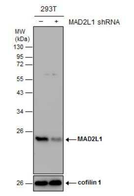 Western Blot: MAD2L1 Antibody [NBP1-31311]