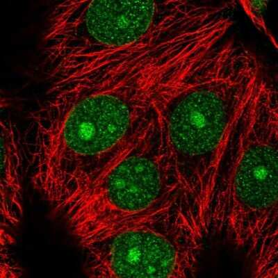 Immunocytochemistry/ Immunofluorescence: MAD2L1-binding protein Antibody [NBP2-55414]