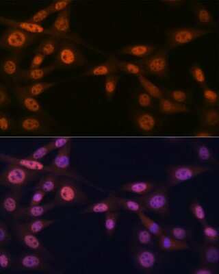 Immunocytochemistry/ Immunofluorescence: MAD2L2 Antibody (7B6I2) [NBP3-16451]