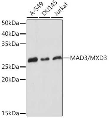 Western Blot: MAD3 Antibody (8M7B3) [NBP3-15929]