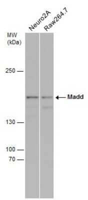 Western Blot: MADD Antibody [NBP3-12910]