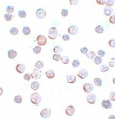 Immunocytochemistry/ Immunofluorescence: MAEL Antibody - BSA Free [NBP1-77139]