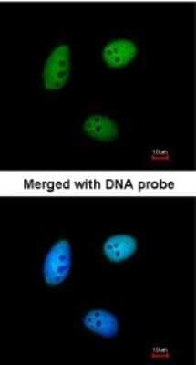 Immunocytochemistry/ Immunofluorescence: MAF1 Antibody [NBP1-31617]