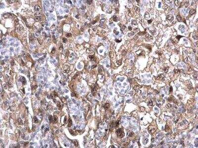 Immunohistochemistry-Paraffin: MAF1 Antibody [NBP1-31617]