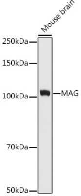 Western Blot: MAG/Siglec-4a Antibody (8Q7K5) [NBP3-16859]