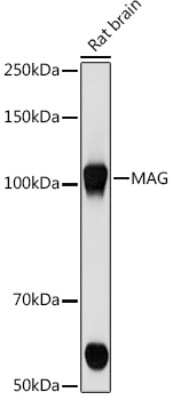 Western Blot: MAG/Siglec-4a Antibody (8Q7K5) [NBP3-16859]