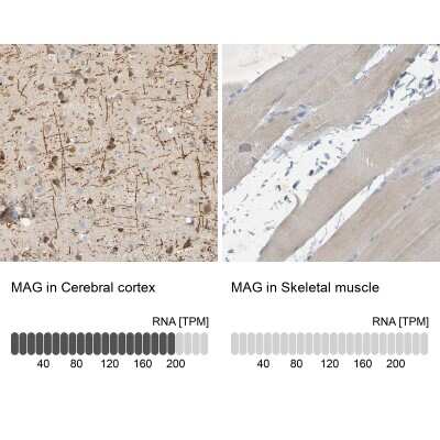Immunohistochemistry-Paraffin: MAG/Siglec-4a Antibody [NBP1-81817]