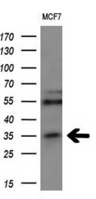 Western Blot: MAGEA3 Antibody (OTI1G9)Azide and BSA Free [NBP2-72570]