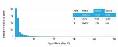 Protein Array: MAGEA4 Antibody (CPTC-MAGEA4-1) [NBP2-79726]
