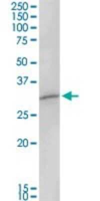 Western Blot: MAGEA8 Antibody [H00004107-D01P]