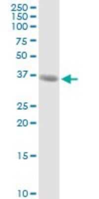 Western Blot: MAGEA9 Antibody [H00004108-D01P]