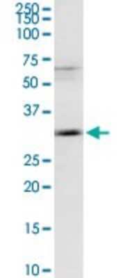 Western Blot: MAGEA9 Antibody [H00004108-D01P]