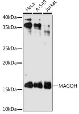Western Blot: MAGOH Antibody (3J7K2) [NBP3-16227]